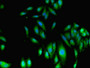 Immunofluorescent analysis of Hela cells using CAC07509 at dilution of 1:100 and Alexa Fluor 488-congugated AffiniPure Goat Anti-Rabbit IgG(H+L)