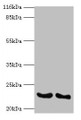 Western blot; All lanes: IFNA14 antibody at 2µg/ml; Lane 1: A549 whole cell lysate; Lane 2: Mouse heart tissue; Secondary; Goat polyclonal to rabbit IgG at 1/10000 dilution; Predicted band size: 23 kDa; Observed band size: 23 kDa