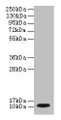 Western blot; All lanes: DYNLL1 antibody at 2µg/ml + EC109 whole cell lysate; Secondary; Goat polyclonal to rabbit IgG at 1/15000 dilution; Predicted band size: 11 kDa; Observed band size: 11 kDa