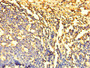 Immunohistochemistry of paraffin-embedded human tonsil tissue using CAC07514 at dilution of 1:100