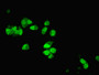 Immunofluorescent analysis of MCF-7 cells using CAC07514 at dilution of 1:100 and Alexa Fluor 488-congugated AffiniPure Goat Anti-Rabbit IgG(H+L)