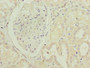 Immunohistochemistry of paraffin-embedded human kidney tissue using CAC07519 at dilution of 1:100