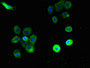 Immunofluorescent analysis of A431 cells using CAC07519 at dilution of 1:100 and Alexa Fluor 488-congugated AffiniPure Goat Anti-Rabbit IgG(H+L)