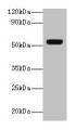 Western blot; All lanes: GC antibody at 2µg/ml + A549 whole cell lysate; Secondary; Goat polyclonal to rabbit IgG at 1/10000 dilution; Predicted band size: 53, 40, 56 kDa; Observed band size: 53 kDa