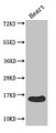 Western Blot; ,Positive WB detected in: Mouse heart tissue; ,All lanes: FABP3 antibody at 4µg/ml; ,Secondary; ,Goat polyclonal to rabbit IgG at 1/50000 dilution; ,Predicted band size: 15 kDa; ,Observed band size: 15 kDa