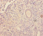 Immunohistochemistry of paraffin-embedded human kidney tissue using CAC07539 at dilution of 1:100