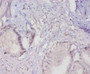 Immunohistochemistry of paraffin-embedded human prostate tissue using CAC07541 at dilution of 1:20