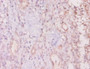 Immunohistochemistry of paraffin-embedded human kidney tissue using CAC07541 at dilution of 1:20