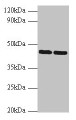 Western blot; All lanes: SHBG antibody at 2µg/ml; Lane 1: Hela whole cell lysate; Lane 2: NIH/3T3 whole cell lysate; Secondary; Goat polyclonal to rabbit IgG at 1/10000 dilution; Predicted band size: 44, 32, 33, 42 kDa; Observed band size: 44 kDa