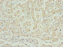 Immunohistochemistry of paraffin-embedded human liver tissue using CAC07548 at dilution of 1:100