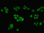 Immunofluorescent analysis of PC-3 cells using CAC07548 at dilution of 1:100 and Alexa Fluor 488-congugated AffiniPure Goat Anti-Rabbit IgG(H+L)