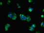 Immunofluorescent analysis of HepG2 cells using CAC07549 at dilution of 1:100 and Alexa Fluor 488-congugated AffiniPure Goat Anti-Rabbit IgG(H+L)