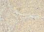 Immunohistochemistry of paraffin-embedded human tonsil tissue using CAC07563 at dilution of 1:100
