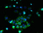 Immunofluorescent analysis of A431 cells using CAC07565 at dilution of 1:100 and Alexa Fluor 488-congugated AffiniPure Goat Anti-Rabbit IgG(H+L)