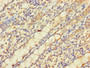 Immunohistochemistry of paraffin-embedded human colon tissue using CAC07568 at dilution of 1:100