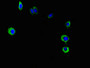 Immunofluorescent analysis of Hela cells using CAC07568 at dilution of 1:100 and Alexa Fluor 488-congugated AffiniPure Goat Anti-Rabbit IgG(H+L)
