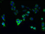 Immunofluorescent analysis of HepG2 cells using CAC07575 at dilution of 1:100 and Alexa Fluor 488-congugated AffiniPure Goat Anti-Rabbit IgG(H+L)