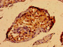 Immunohistochemistry of paraffin-embedded human testis tissue using CAC07583 at dilution of 1:100