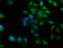 Immunofluorescence staining of A549 cells with CAC07583 at 1:100, counter-stained with DAPI. The cells were fixed in 4% formaldehyde, permeabilized using 0.2% Triton X-100 and blocked in 10% normal Goat Serum. The cells were then incubated with the antibody overnight at 4°C. The secondary antibody was Alexa Fluor 488-congugated AffiniPure Goat Anti-Rabbit IgG(H+L).