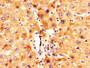 IHC image of CAC07586 diluted at 1:300 and staining in paraffin-embedded human liver tissue performed on a Leica BondTM system. After dewaxing and hydration, antigen retrieval was mediated by high pressure in a citrate buffer (pH 6.0). Section was blocked with 10% normal goat serum 30min at RT. Then primary antibody (1% BSA) was incubated at 4°C overnight. The primary is detected by a biotinylated secondary antibody and visualized using an HRP conjugated SP system.
