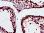 Immunohistochemistry of paraffin-embedded human testis tissue using CAC07595 at dilution of 1:100