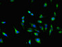 Immunofluorescent analysis of Hela cells using CAC07595 at dilution of 1:100 and Alexa Fluor 488-congugated AffiniPure Goat Anti-Rabbit IgG(H+L)