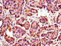Immunohistochemistry of paraffin-embedded human pancreatic tissue using CAC07598 at dilution of 1:100