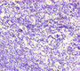 Immunohistochemistry of paraffin-embedded human lymph node tissue using CAC07603 at dilution of 1:100