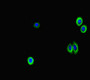 Immunofluorescent analysis of HepG2 cells using CAC07609 at dilution of 1:100 and Alexa Fluor 488-congugated AffiniPure Goat Anti-Rabbit IgG(H+L)