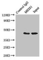 Immunoprecipitating MEIS1 in K562 whole cell lysate; , Lane 1: Rabbit control IgG (1µg) instead in K562 whole cell lysate. For western blotting, a HRP-conjugated Protein G antibody was used as the secondary antibody (1/50000); , Lane 2: CAC07616 (4µg) + K562 whole cell lysate (500µg); , Lane 3: K562 whole cell lysate (20µg)