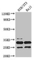 Western Blot; , Positive WB detected in: NIH/3T3 whole cell lysate, Raji whole cell lysate; , All lanes: PCNA antibody at 3.2µg/ml; , Secondary; , Goat polyclonal to rabbit IgG at 1/50000 dilution; , Predicted band size: 29 kDa; , Observed band size: 29, 25 kDa;