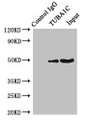 Immunoprecipitating TUBA1C in K562 whole cell lysate; , Lane 1: Rabbit control IgG instead in K562 whole cell lysate. For western blotting, a HRP-conjugated Protein G antibody was used as the secondary antibody (1/50000); , Lane 2: CAC07631 (4µg) + K562 whole cell lysate (500µg); , Lane 3: K562 whole cell lysate (20µg)