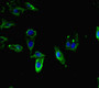 Immunofluorescent analysis of Hela cells using CAC07635 at dilution of 1:100 and Alexa Fluor 488-congugated AffiniPure Goat Anti-Rabbit IgG(H+L)