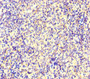 Immunohistochemistry of paraffin-embedded human spleen tissue using CAC07645 at dilution of 1:100