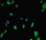 Immunofluorescent analysis of Hela cells using CAC07645 at dilution of 1:100 and Alexa Fluor 488-congugated AffiniPure Goat Anti-Rabbit IgG(H+L)