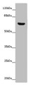 Western blot; All lanes: CERKL antibody at 14 µg/ml + Mouse lung tissue; Secondary; Goat polyclonal to rabbit IgG at 1/10000 dilution; Predicted band size: 63, 60, 53, 48, 43, 25, 20, 58 kDa; Observed band size: 63 kDa;