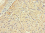 Immunohistochemistry of paraffin-embedded human pancreatic tissue using CAC07647 at dilution of 1:100