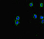 Immunofluorescent analysis of MCF-7 cells using CAC07647 at dilution of 1:100 and Alexa Fluor 488-congugated AffiniPure Goat Anti-Rabbit IgG(H+L)