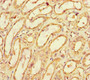 Immunohistochemistry of paraffin-embedded human kidney tissue using CAC07652 at dilution of 1:100