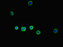 Immunofluorescent analysis of HepG2 cells using CAC07656 at dilution of 1:100 and Alexa Fluor 488-congugated AffiniPure Goat Anti-Rabbit IgG(H+L)