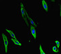 Immunofluorescent analysis of Hela cells using CAC07657 at dilution of 1:100 and Alexa Fluor 488-congugated AffiniPure Goat Anti-Rabbit IgG(H+L)