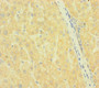 Immunohistochemistry of paraffin-embedded human liver tissue using CAC07667 at dilution of 1:100