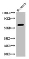 Western Blot; Positive WB detected in: Mouse stomach tissue; All lanes: IL4I1 antibody at 3µg/ml; Secondary; Goat polyclonal to rabbit IgG at 1/50000 dilution; Predicted band size: 63, 66 kDa; Observed band size: 63 kDa;