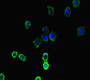 Immunofluorescent analysis of HepG2 cells using CAC07670 at dilution of 1:100 and Alexa Fluor 488-congugated AffiniPure Goat Anti-Rabbit IgG(H+L)