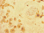 Immunohistochemistry of paraffin-embedded human placenta tissue using CAC07673 at dilution of 1:100
