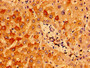 Immunohistochemistry of paraffin-embedded human liver tissue using CAC07678 at dilution of 1:100