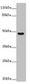 Western blot; All lanes: SMOC1 antibody at 14 µg/ml + Mouse skeletal muscle tissue; Secondary; Goat polyclonal to rabbit IgG at 1/10000 dilution; Predicted band size: 48 kDa; Observed band size: 48 kDa;