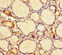 Immunohistochemistry of paraffin-embedded human thyroid tissue using CAC07690 at dilution of 1:100