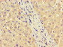 Immunohistochemistry of paraffin-embedded human liver tissue using CAC07696 at dilution of 1:100