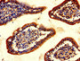 Immunohistochemistry of paraffin-embedded human small intestine tissue using CAC07701 at dilution of 1:100